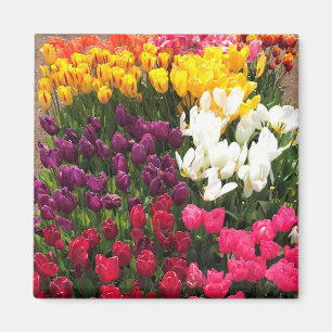 Tulip Garden Bed. Oregon Magnet