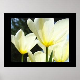 Tulip Garden Flowers Tulipes blanches Impression d