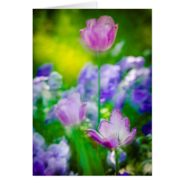 Tulip garden, Giverny, France (Devant)