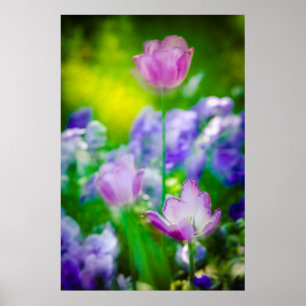 Tulip garden, Giverny, Frankreich Poster