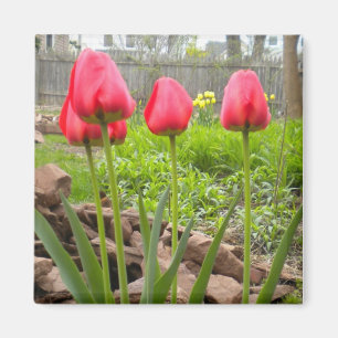 Tulip Garden Magnet