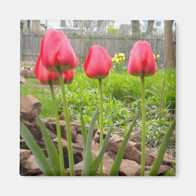 Tulip Garden Magnet (Vorne)