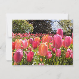 Tulip Garden Post Cards Postkarte