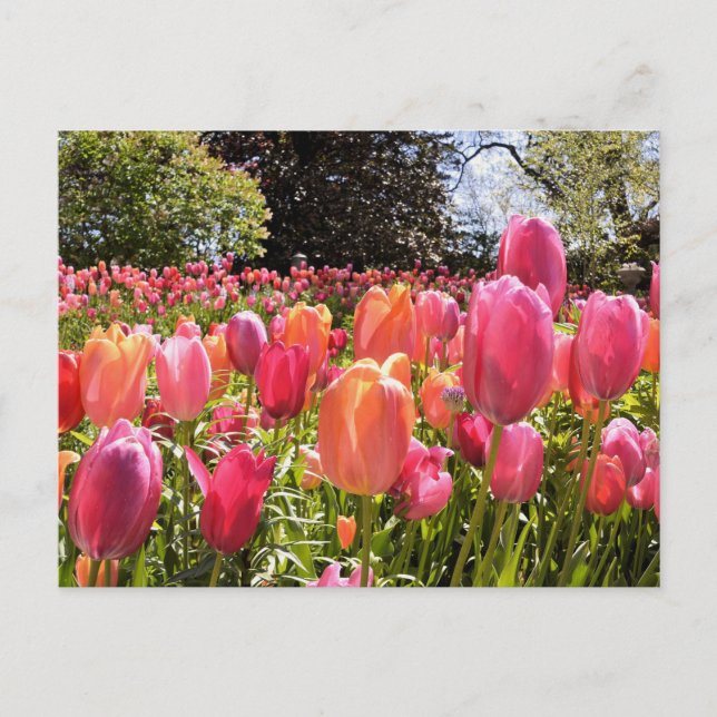 Tulip Garden Post Cards Postkarte (Vorderseite)