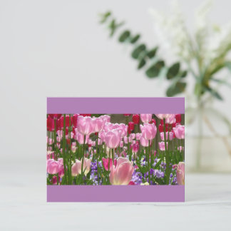 Tulip Garden Postcard Postkarte