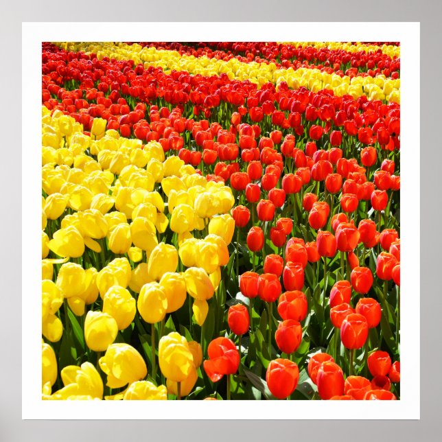 Tulip Garden Poster (Vorne)