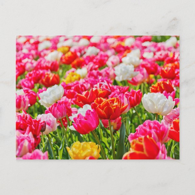 Tulip Garden Postkarte (Vorderseite)