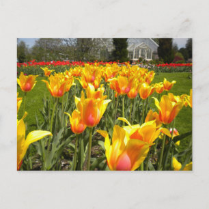 Tulip Gardens, Elizabeth Park, Hartford, CT Postkarte