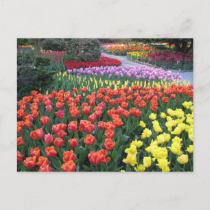 Tulip Gardens Postkarte