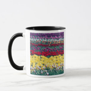 Tulip-Gartenanlage im Skagit-Landkreis, Tasse