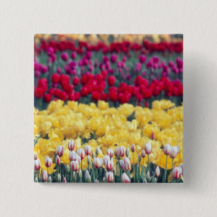 Tulip-Gartenanlage im Skagital, Button