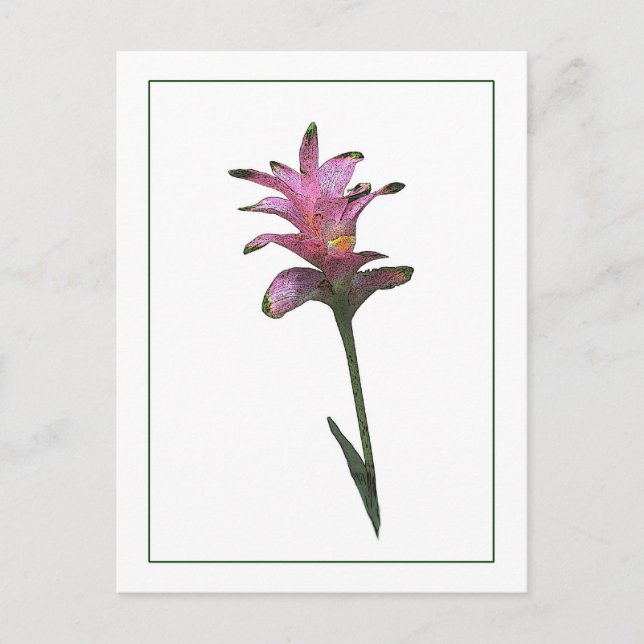 Tulip Ginger Botanisches Foto-Sketch Postkarte (Vorderseite)