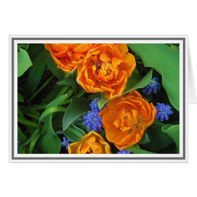 Tulip & Grape Hyazinth Fotografie Leere Mitteilung (Vorderseite (Horizontal))