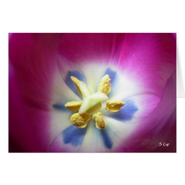 Tulip Heart, S Cyr (Vorderseite (Horizontal))