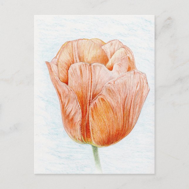 Tulip in Peach Color Postkarte (Vorderseite)