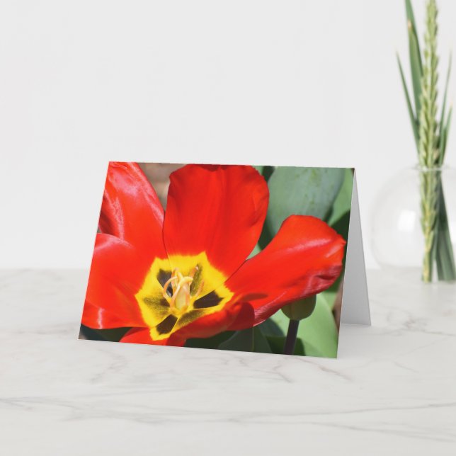 Tulip Karte (Vorderseite)