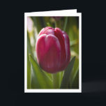 Tulip Karte<br><div class="desc">This flower foto is suitable for a spring holiday card,  Mother's day or a birthday.</div>