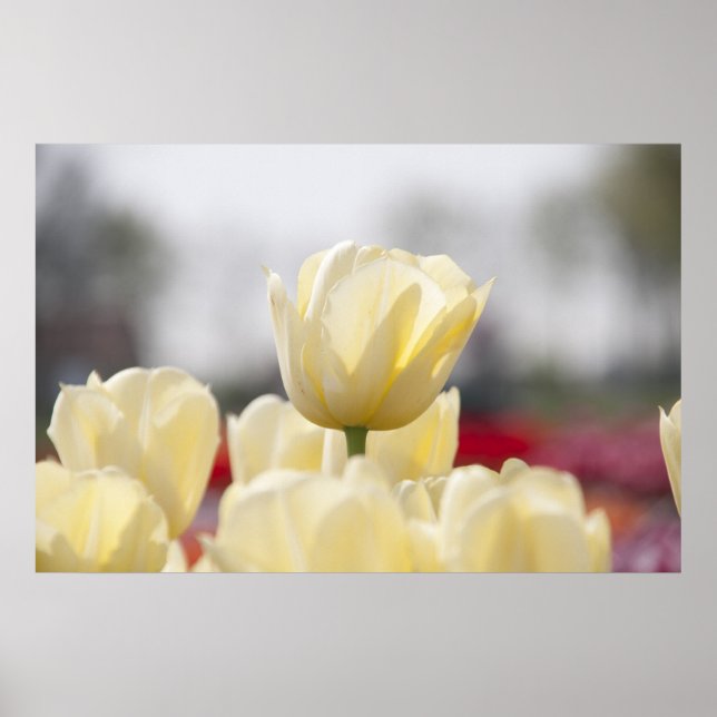 Tulip Leinwand Poster (Vorne)