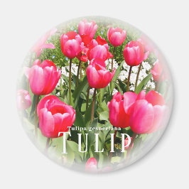 Tulip Magnet