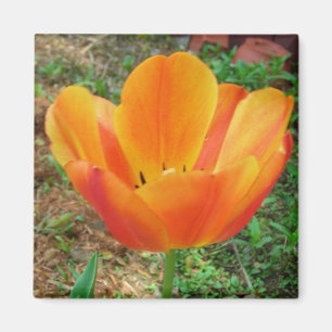 Tulip-Magnet Magnet