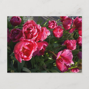 Tulip Margarita Postcard Postkarte