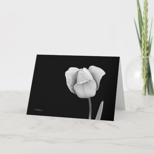Tulip mit Regentropfen in schwarz-weiß Karte (Vorderseite)