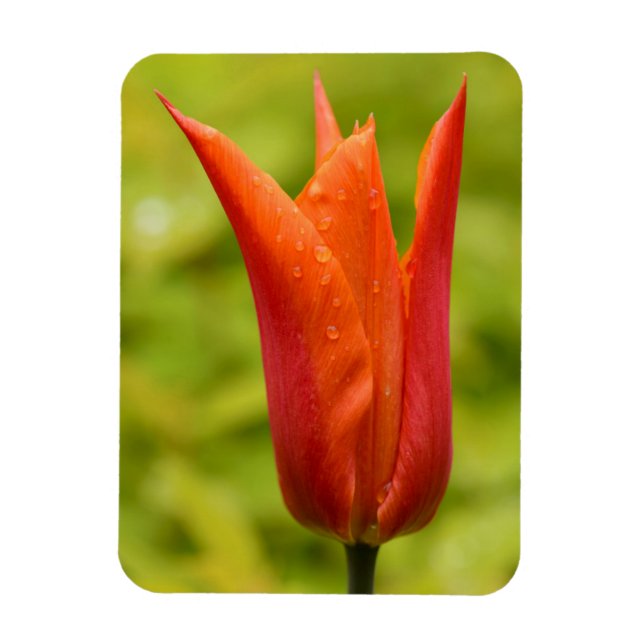 Tulip mit Wassertropfen 1 Magnet (Vertikal)