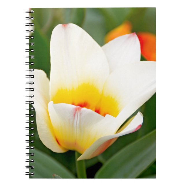 Tulip Notizblock (Vorderseite)