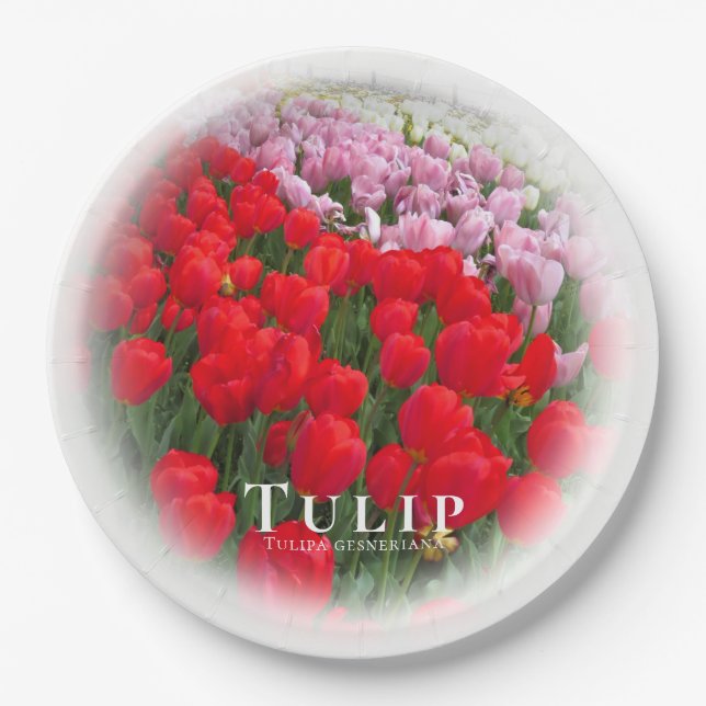 Tulip Pappteller (Vorderseite)