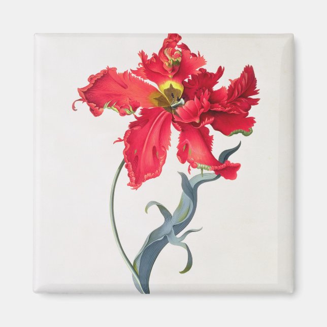 Tulip: Perroquet Rouge Magnet (Vorne)