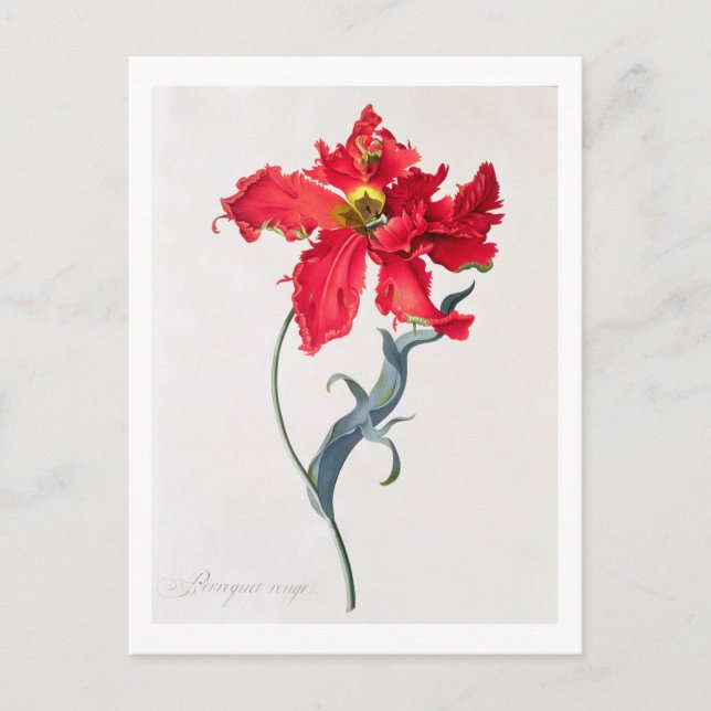 Tulip: Perroquet Rouge Postkarte (Vorderseite)