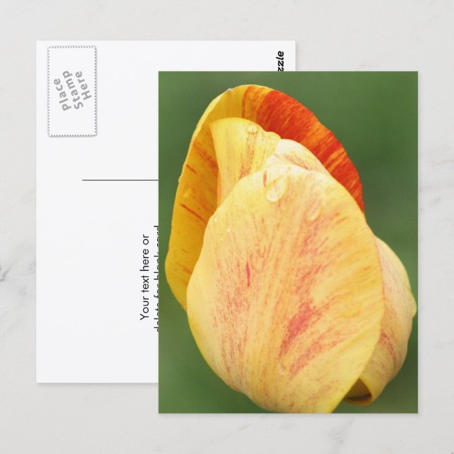 Tulip Petals Flower Photography Personalized Postkarte (Vorne/Hinten)