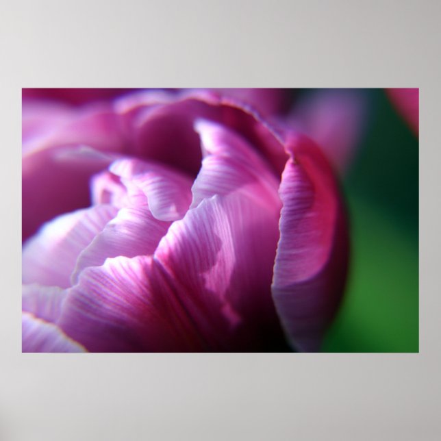 Tulip Petals Poster (Vorne)