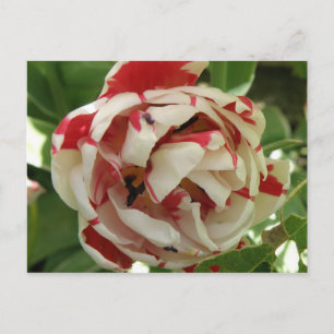 Tulip Pink und weiße Postkarte