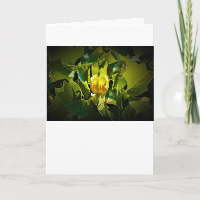 Tulip Poplar Blossom, carte (Devant)