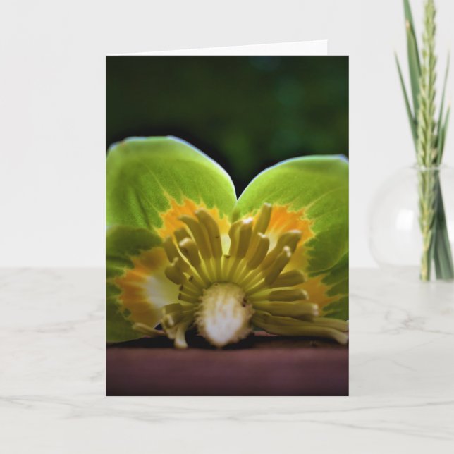 Tulip Poplar Blossom, carte (Devant)