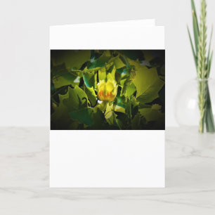 Tulip Poplar Blossom, Karte