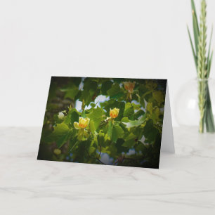 Tulip Poplar Blossom, Karte