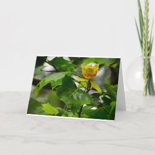 Tulip Poplar Blossom, Karte