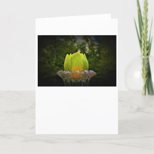 Tulip Poplar Blossom, Karte