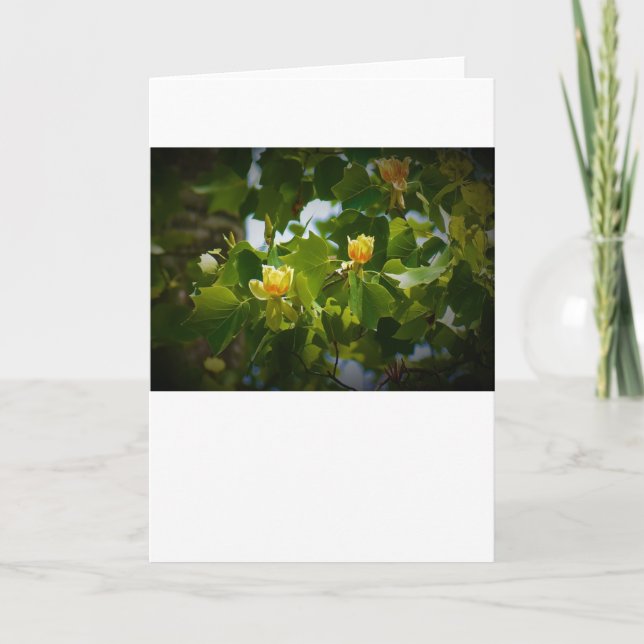 Tulip Poplar Blossom, Karte (Vorderseite)