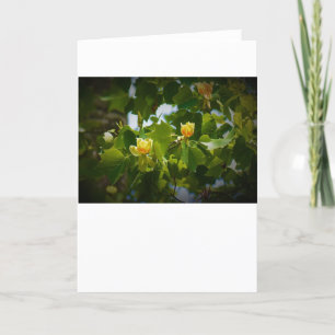 Tulip Poplar Blossom, Karte