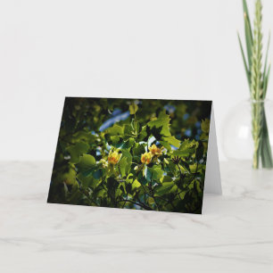 Tulip Poplar Blossom, Karte