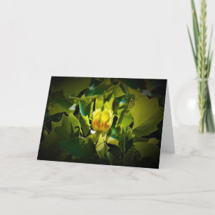 Tulip Poplar Blossom, Karte