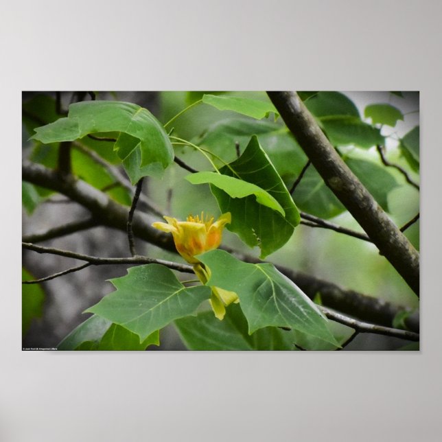 Tulip Poplar Blossom, Poster (Vorne)