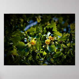 Tulip Poplar Blossom, Poster