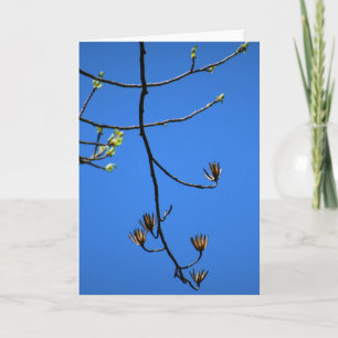 Tulip Poplar, carte