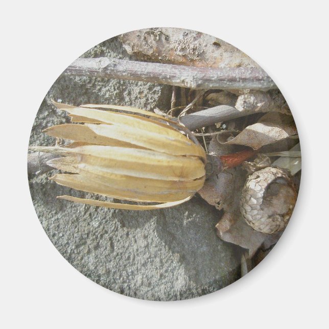 Tulip Poplar Seedhead Magnet (Vorne)