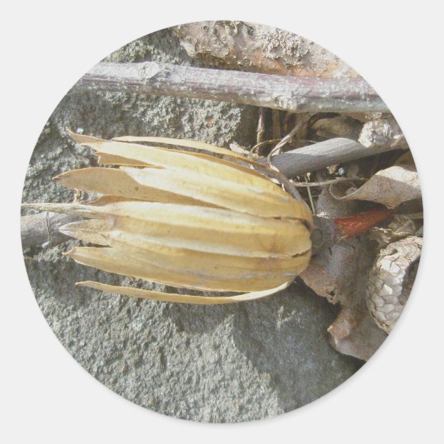 Tulip Poplar Seedhead Stickers (Vorderseite)