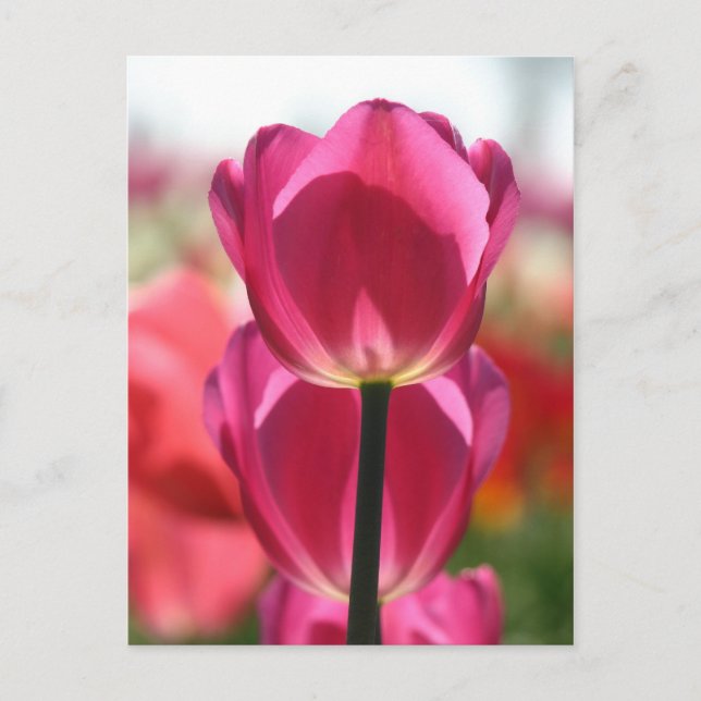 Tulip Postcard Postkarte (Vorderseite)